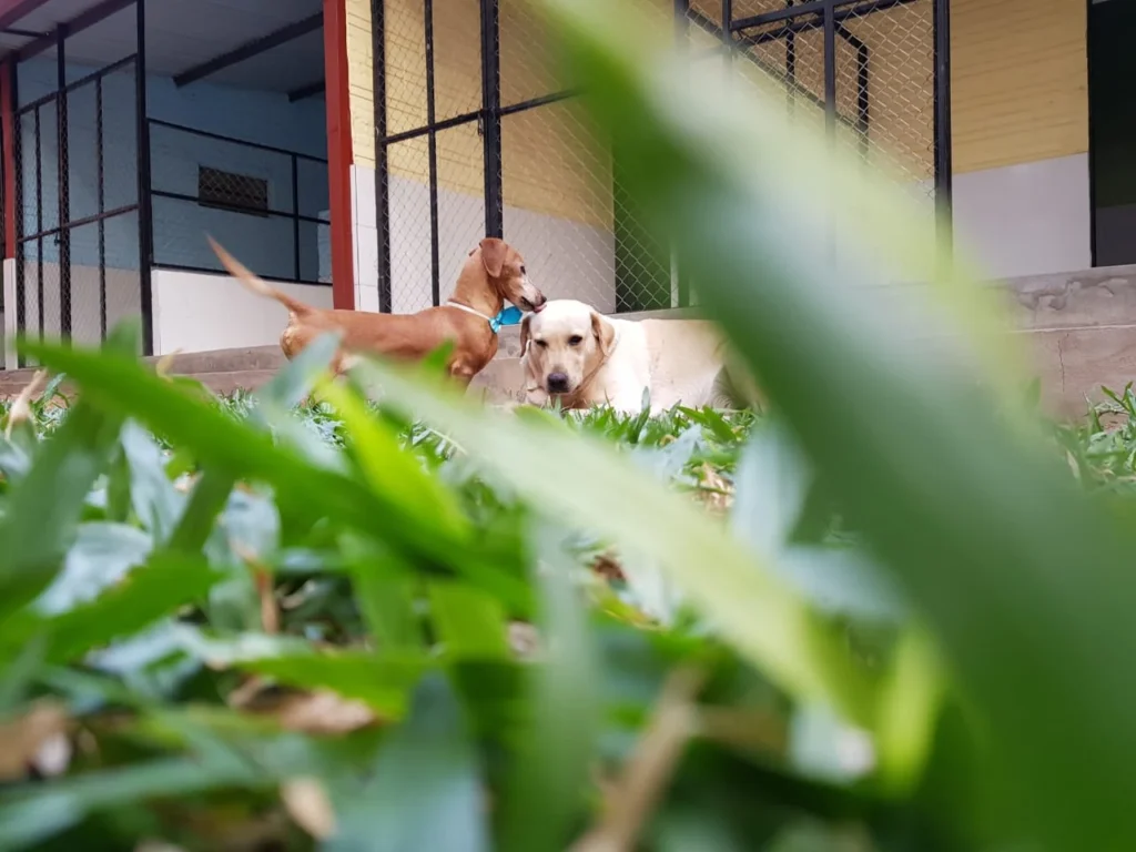 guarderías caninas en asunción