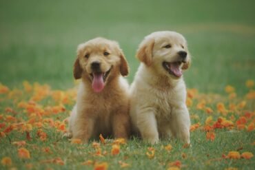 Veterinarias en Ciudad del Este | Nuevo Listado 2025