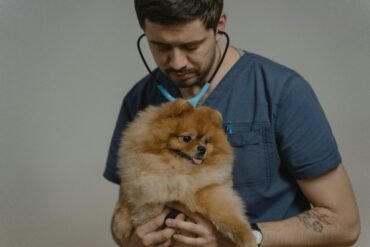 Veterinarias en Asunción | Nuevo Listado 2025
