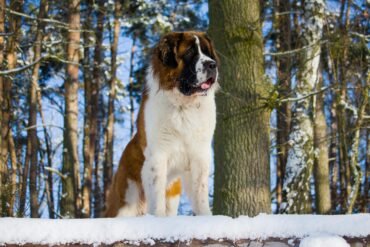 Guarderías Caninas en Asunción | Las mejores del 2025