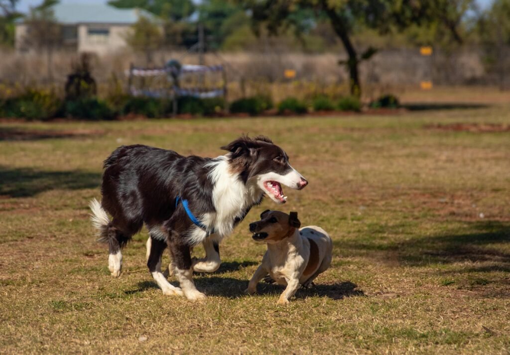 guarderías caninas en asunción
