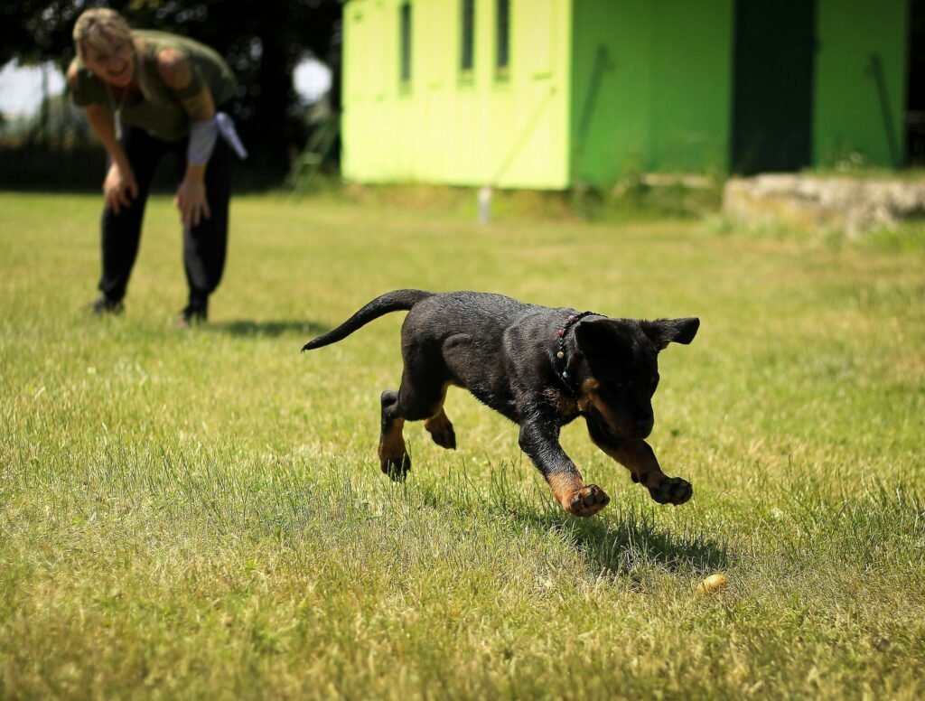 guarderías caninas en asunción