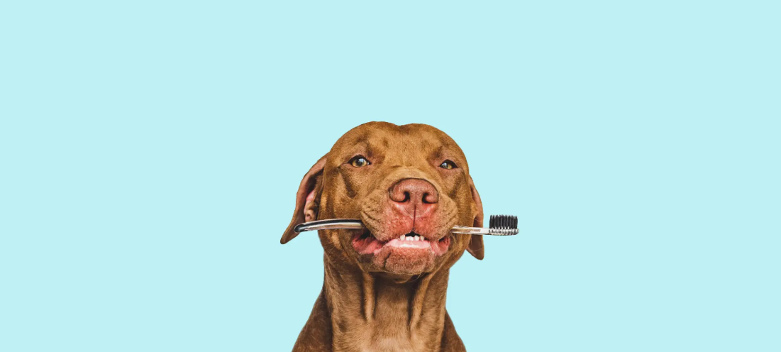 Veterinarias en Asunción | Nuevo Listado 2025