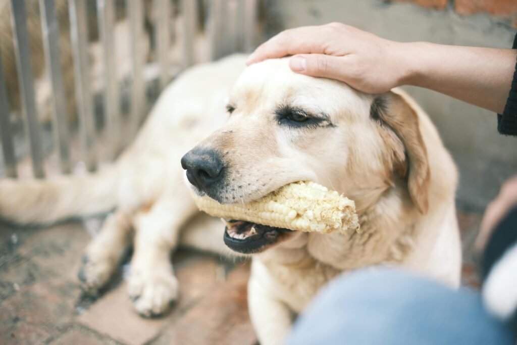 salud dental para perros