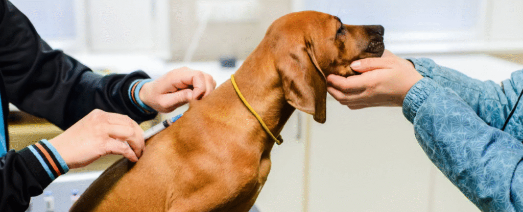 parvovirus canino