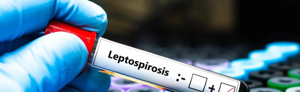 Leptospirosis
