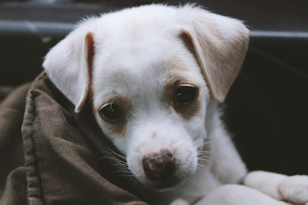 moquillo canino