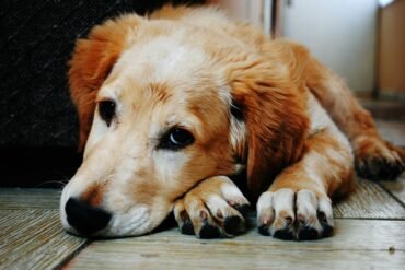 Moquillo Canino (Distemper) | Guía Completa 2025