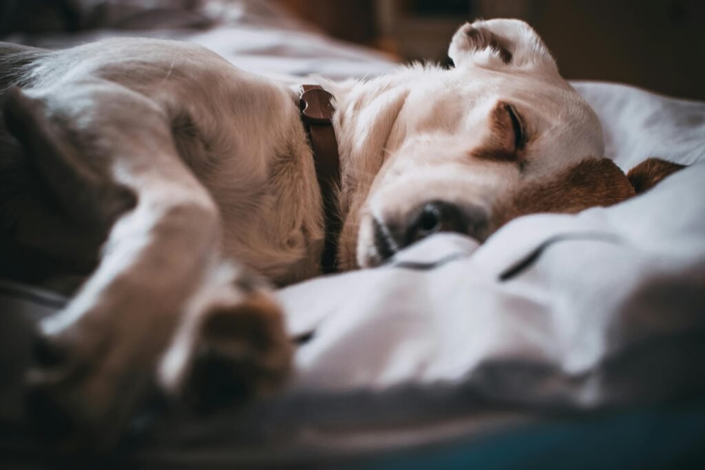 parvovirus canino