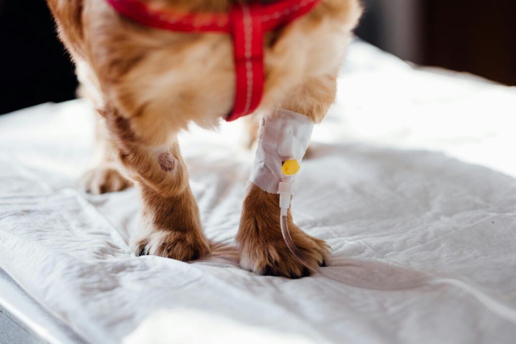 parvovirus canino