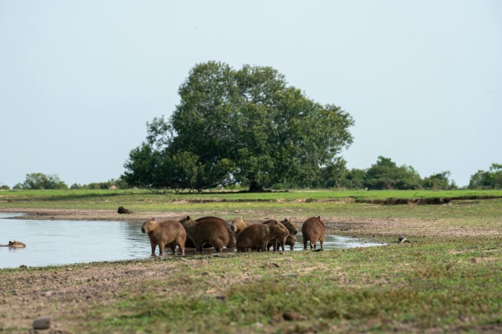 Capibaras