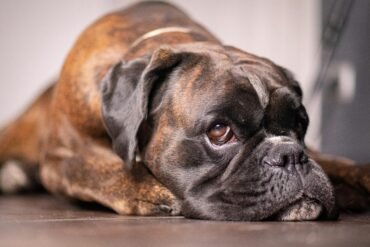Parvovirus Canino | Guía Completa 2025