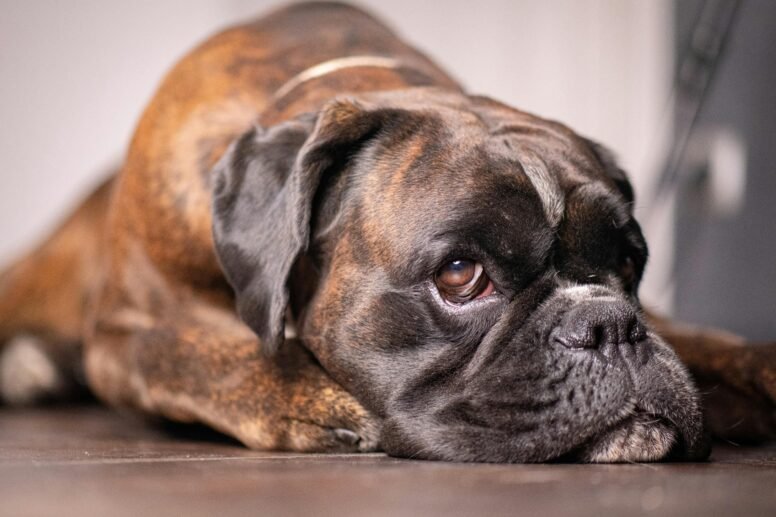 moquillo canino