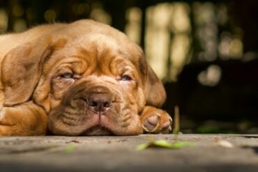 Moquillo Canino (Distemper) | Guía Completa 2025