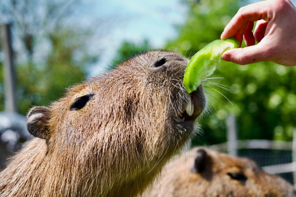 Capibaras