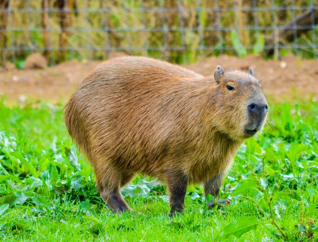 Capibaras