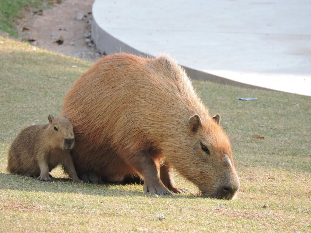 Capibaras