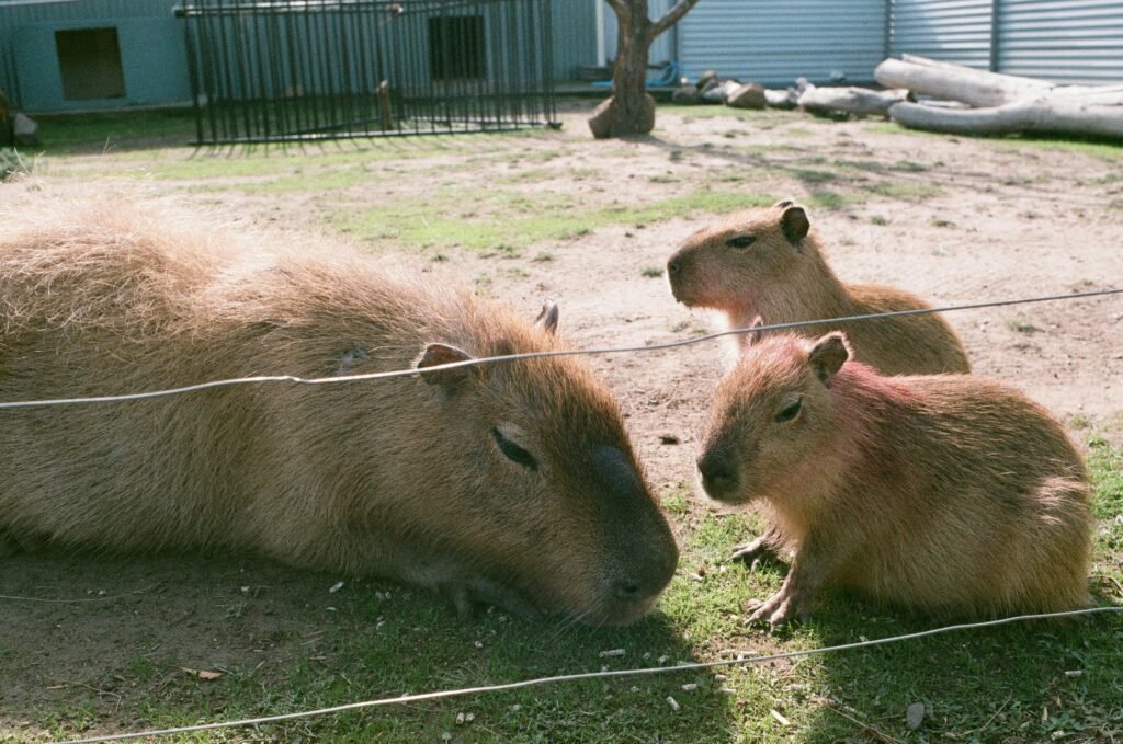 capibaras