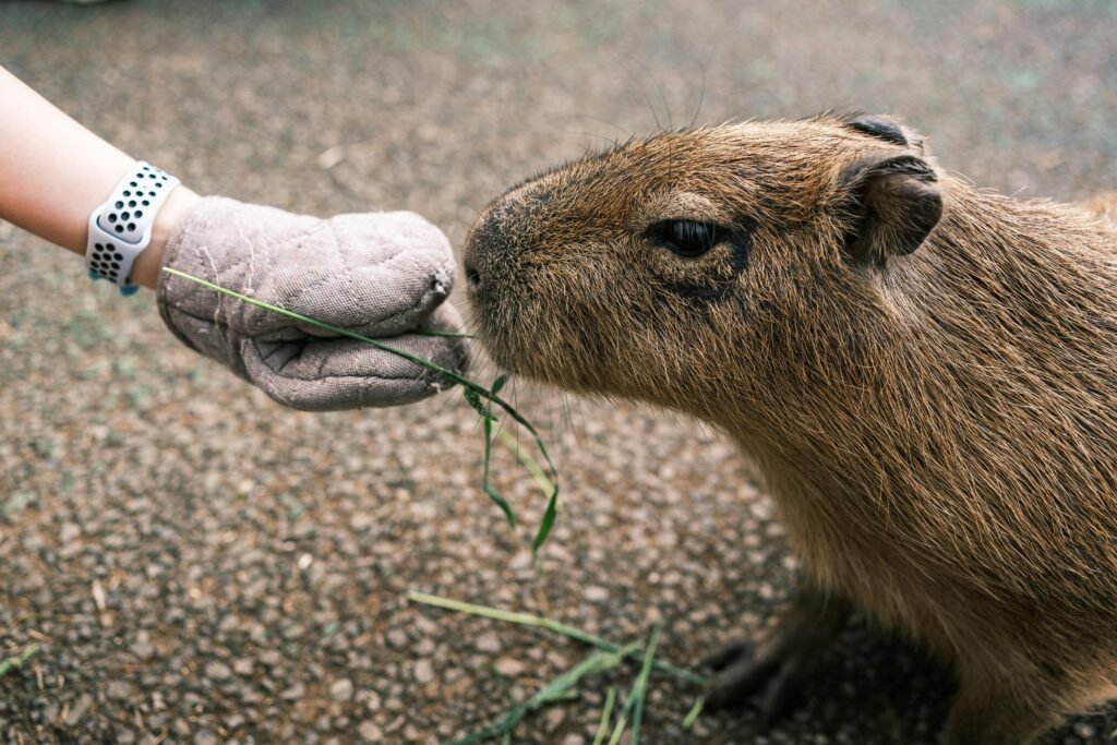 Capibaras
